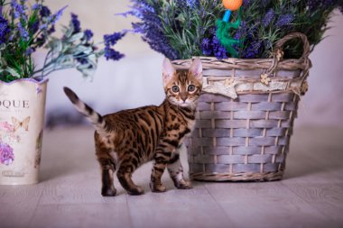 evde poz sevimli kedi portresi 