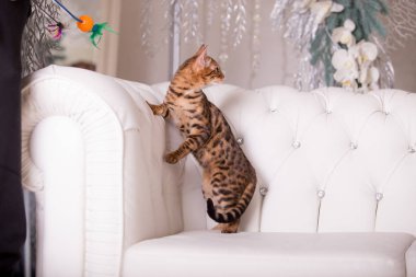 evde oynayan Bengal kedi görünümü 