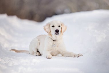 gündüz karda oynayan altın retriever yavrusu 