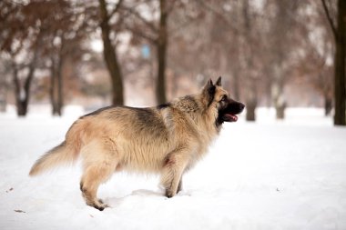 kış sezonunda açık havada oynayan bekçi köpeği