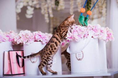 evde oyuncak ile oynarken sevimli kedicik