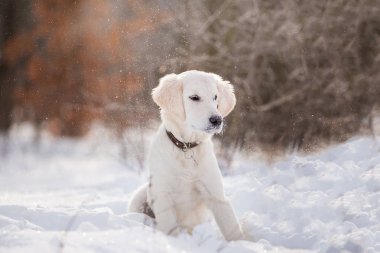gündüz karda oynayan altın retriever yavrusu 