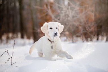 gündüz karda oynayan altın retriever yavrusu 