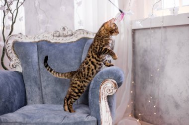 evde oynayan Bengal kedi görünümü 