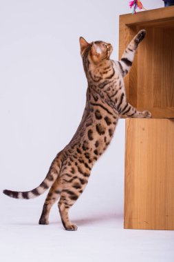 evde oynayan Bengal kedi görünümü 