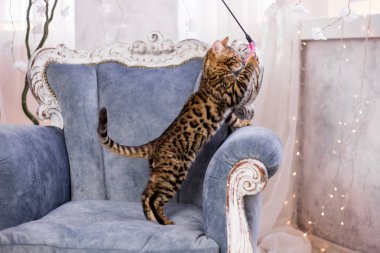 evde oynayan Bengal kedi görünümü 