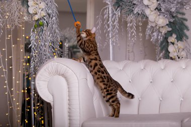 evde oynayan Bengal kedi görünümü 