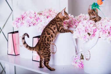 evde oynayan Bengal kedi görünümü 