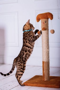 evde oynayan Bengal kedi görünümü 