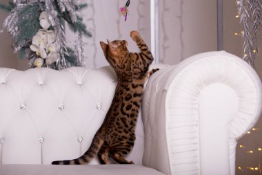 evde oynayan Bengal kedi görünümü 