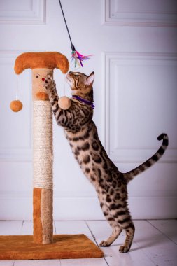 evde oynayan Bengal kedi görünümü 