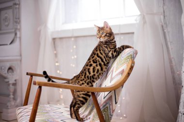 evde Bengal kedi portre 