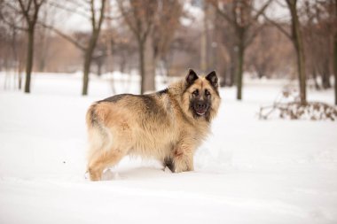 kış sezonunda açık havada oynayan bekçi köpeği