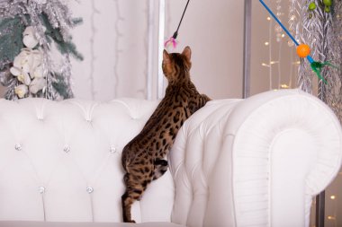 evde oynayan Bengal kedi görünümü 