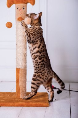 evde oynayan Bengal kedi görünümü 
