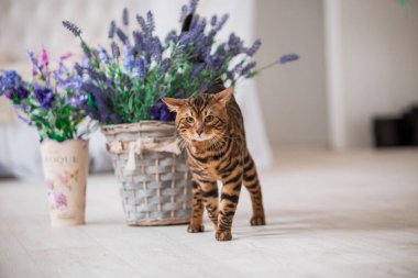 çiçekler arka plan üzerinde evde poz sevimli kedi 