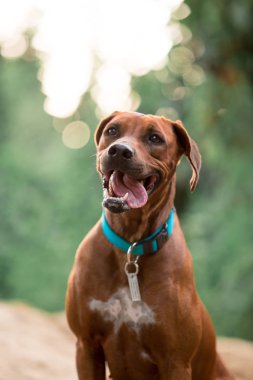 ağaçlandırma tennessee brindle köpek gündüz açık havada poz