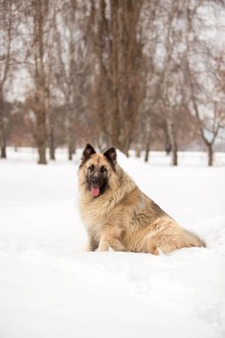 kış sezonunda açık havada oynayan bekçi köpeği