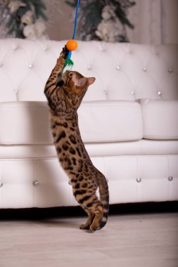 evde oynayan Bengal kedi görünümü 