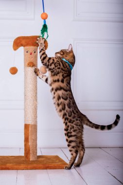 evde oynayan Bengal kedi görünümü 