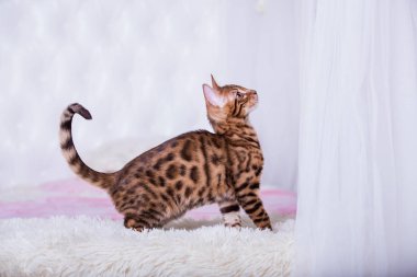 evde oyunlarda zaman harcama oyuncu sevimli kedi