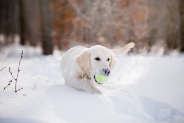 gündüz karda oynayan altın retriever yavrusu 