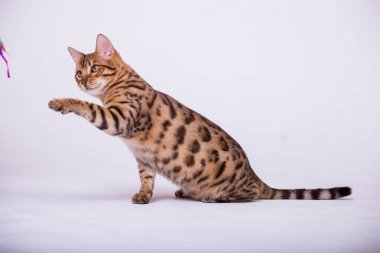 evde oynayan Bengal kedi görünümü 