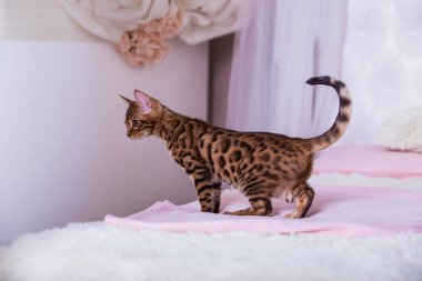 evde oyunlarda zaman harcama oyuncu sevimli kedi