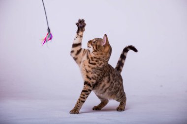 evde oynayan Bengal kedi görünümü 