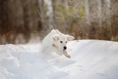 gündüz karda oynayan altın retriever yavrusu 