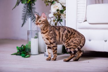 çiçekler arka plan üzerinde evde poz sevimli kedi 