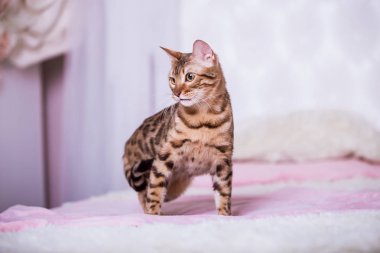 evde oyunlarda zaman harcama oyuncu sevimli kedi