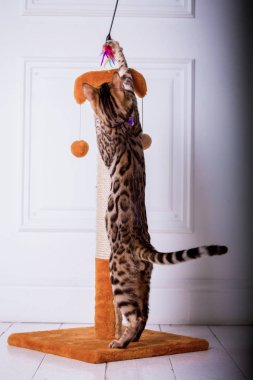 evde oynayan Bengal kedi görünümü 