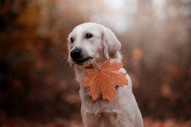 gündüz açık havada akçaağaç yaprağı ile poz altın retriever 
