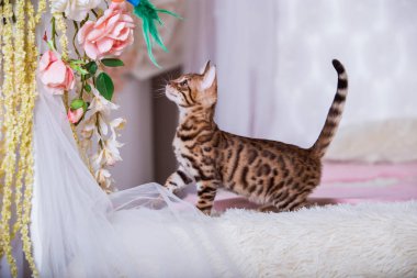 evde oyuncak ile oynarken sevimli kedicik