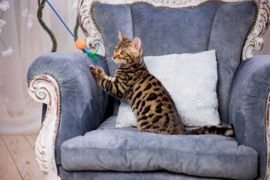 evde oynayan Bengal kedi görünümü 