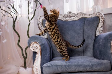 evde oynayan Bengal kedi görünümü 