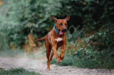 ağaçlandırma tennessee brindle köpek gündüz açık havada poz