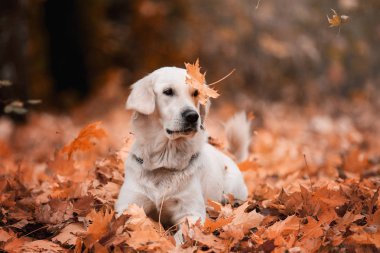 gündüz açık havada yaprakları poz altın retriever 