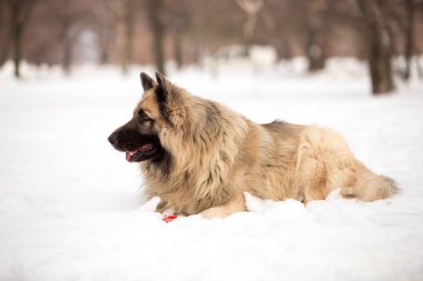 kış sezonunda açık havada oynayan bekçi köpeği