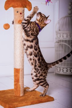 evde oynayan Bengal kedi görünümü 
