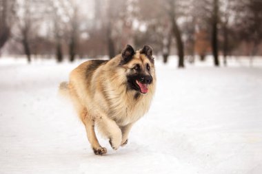 kış sezonunda açık havada oynayan bekçi köpeği
