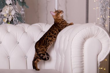 evde Bengal kedi portre 