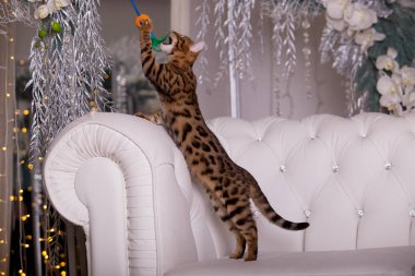 evde oynayan Bengal kedi görünümü 