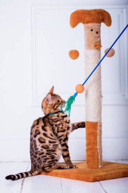 evde oynayan Bengal kedi görünümü 