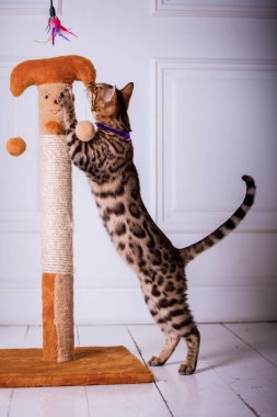 evde oynayan Bengal kedi görünümü 