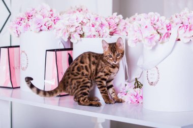 evde oynayan Bengal kedi görünümü 