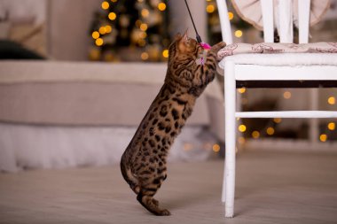 evde oyuncak ile oynarken sevimli kedicik