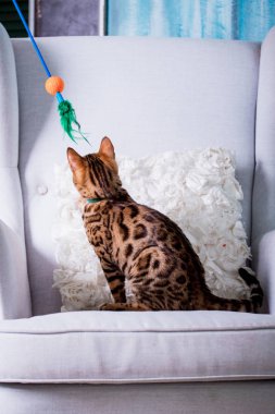 evde oynayan Bengal kedi görünümü 