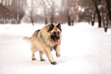 kış sezonunda açık havada oynayan bekçi köpeği